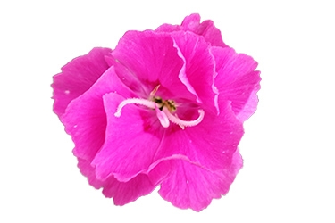 Dianthus Hope.jpg